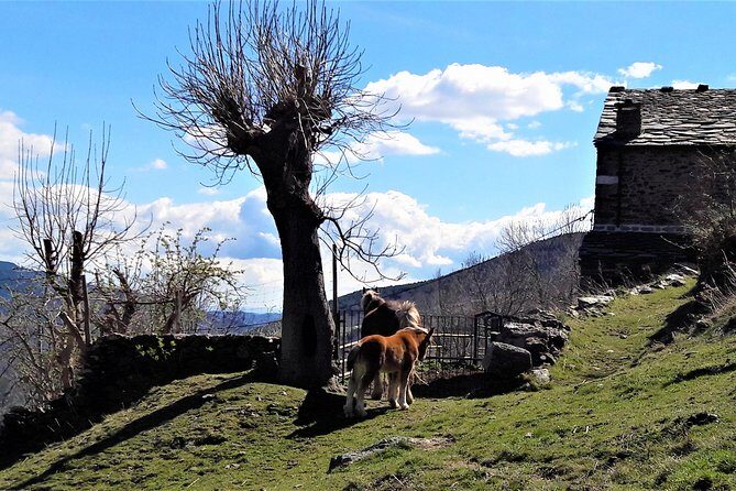 Pyrenees Private Tour from Barcelona with Easy Hike & Cogwheel Train - Why this Pyrenees private tour feels worth the time