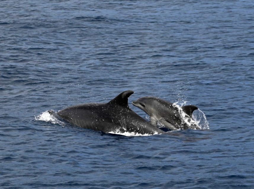 Roses: Rent the boat and live an unforgettable experience - The cove swim stop: the moment the cruise becomes an outing