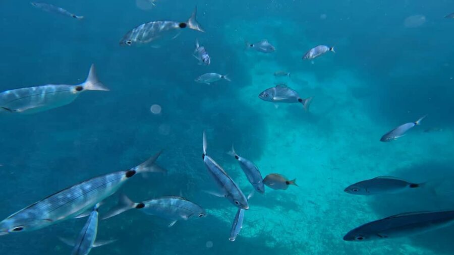 Salou: Private Zodiac Boat Trip Through the Coves of Salou - Price and value: why $283 per group can be a smart deal