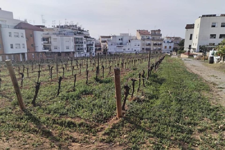 Sitges: Sailboat trip + walking tour and wine cellar tour - Urban vineyards and underwater cellars: what you’re really tasting
