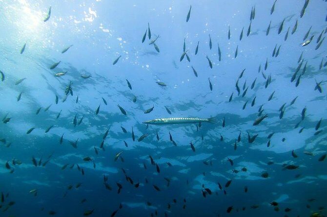 Small Group Diving Baptism in Tossa de Mar - Price and Value: What You’re Paying For at $84.83