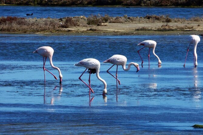 Sunset among flamingos in the Ebro Delta - Key highlights you’ll feel in real time