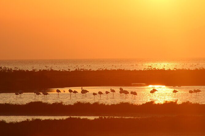 Sunset among flamingos in the Ebro Delta - Spotting flamingos and waterbirds with binoculars