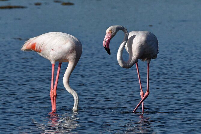 Sunset among flamingos in the Ebro Delta - Starting at Reserva Natural Riet Vell: your bird-watching launchpad