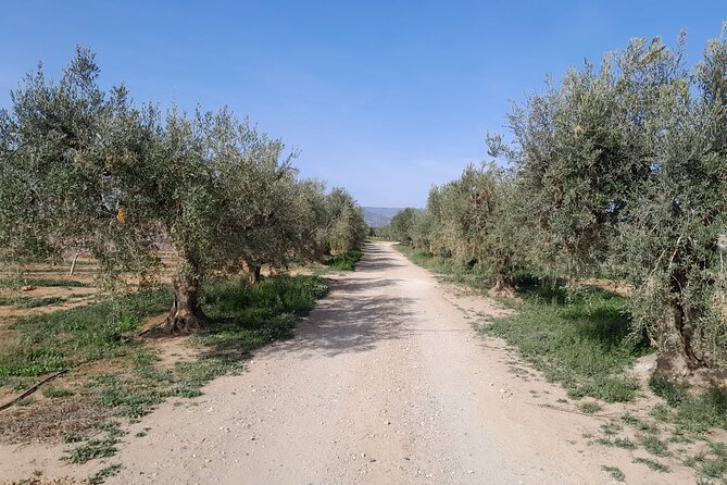 Tarragona Culinary Experience: Olive Oil & Iberian Ham Delight - Who should book this Tarragona culinary experience