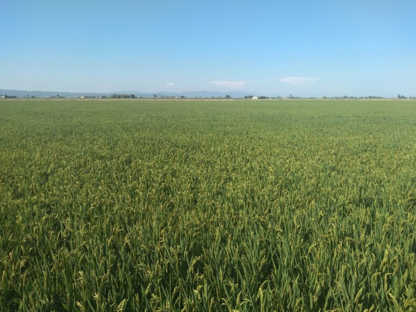 Tarragona: Southern Delta Birdwatching Private Tour - Rice production and why farmland belongs in the bird picture