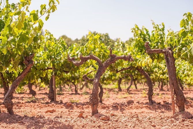The Essence of Priorat | Private Wine Tour from Barcelona - Who this tour fits best (and who should consider an alternative)