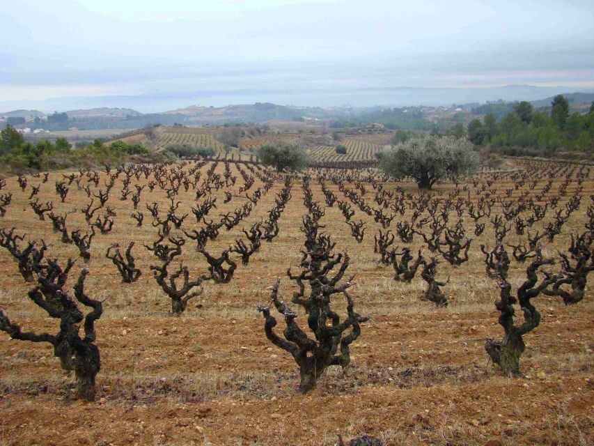 Vilafranca del Penedès: Winery Visit with Tastings - Ageing Cellars and Warehouse Tour: Seeing the Wine’s Second Life