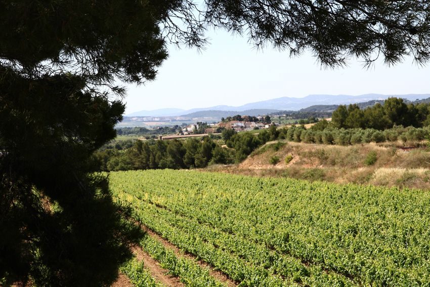 Vilafranca del Penedès: Winery Visit with Tastings - Timing and Comfort: How to Make the 3 Hours Work for You