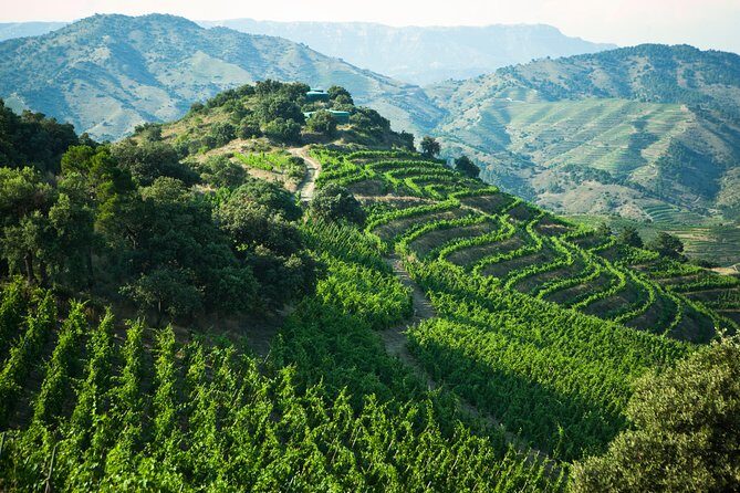 WINE TOUR PRIORAT: Visit 2 Top Wineries, Wine Tasting & Gourmet Lunch - Why Priorat Wine Country Feels More Personal Than You Expect